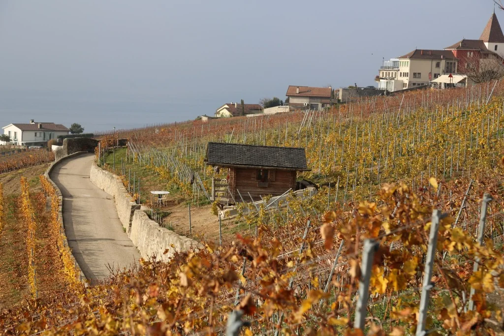 Vignoble en terrasses de Lavaux et vue sur le lac Léman au crépuscule
